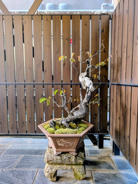 作品集・葉月園